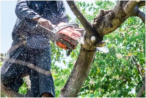 tree services Bear Rocks